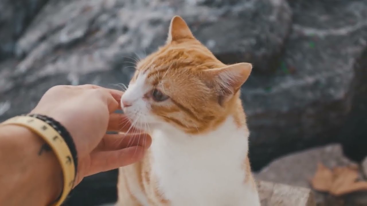 Cat Can Sense! Do Cats Really judge People! The Surprising Truth