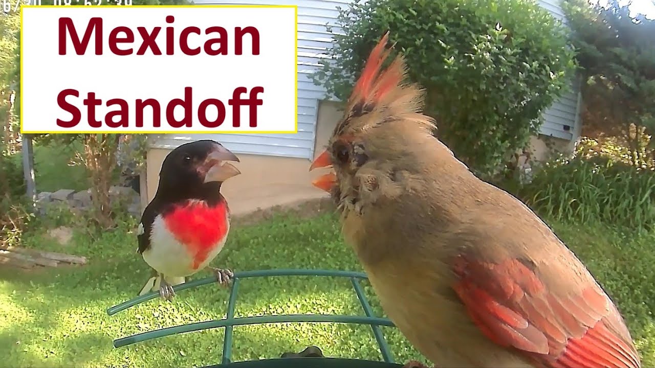 New Bird Camera Setup : 028 2025 10 28
