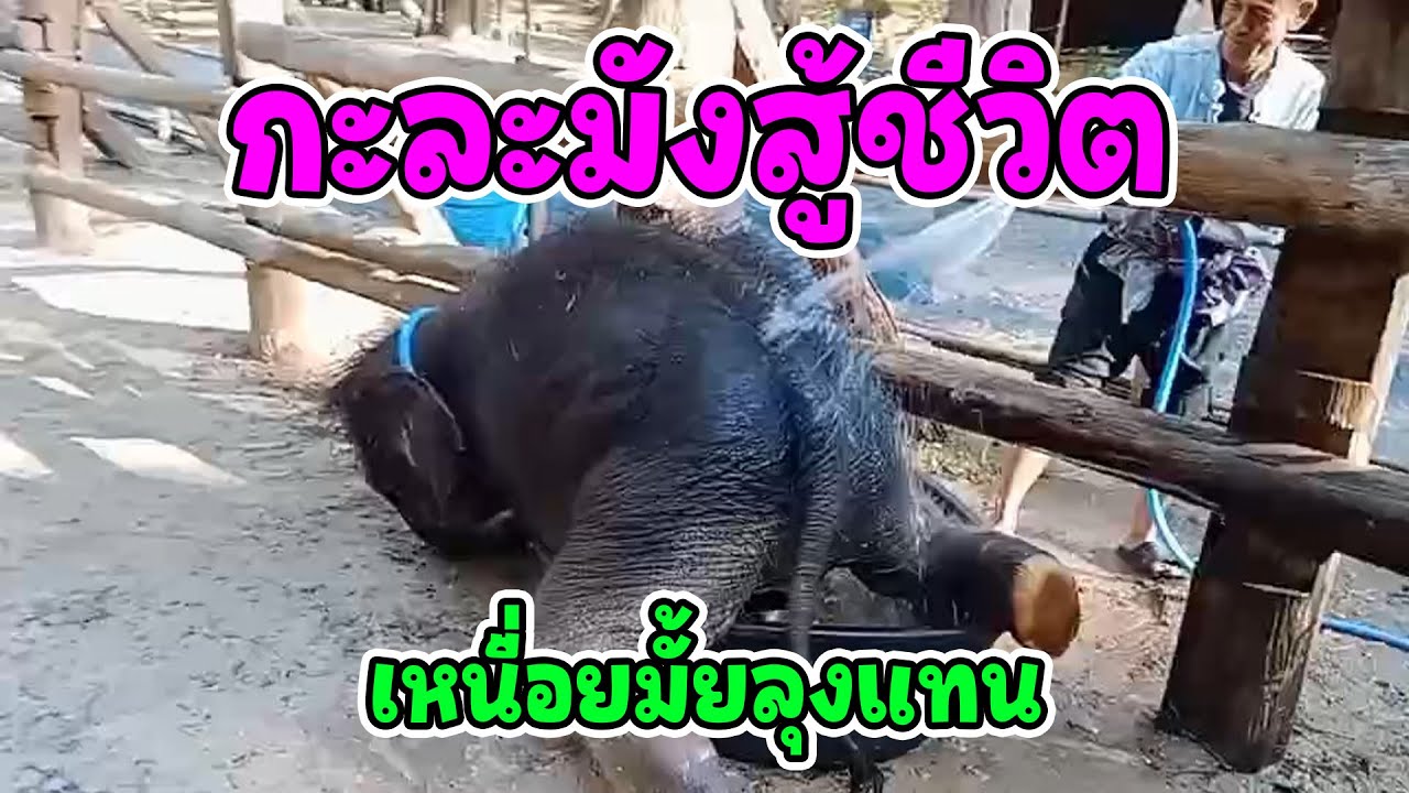 หนูกำลังเข้าคอร์สลดน้ำหนักค่ะ / ลุงแทนขามาเล่นกับหนูหน่อย /กะละมังสู้ชีวิต