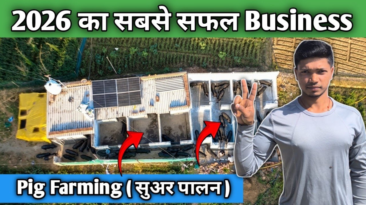 2026 में सबसे फायदे वाला बिजनेस ? 2026 Best Business Profit Idea 💡 Ranchi Pig Farm