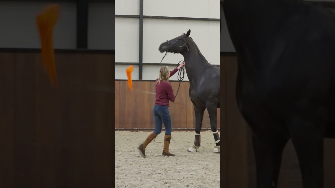 It's all about the right body language 🐴  