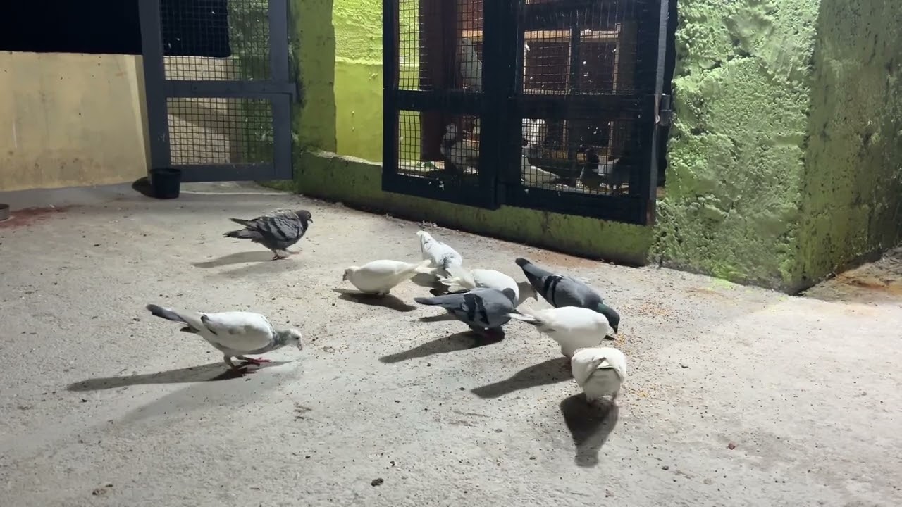 🕊️my new loft after 2day visit and patta eye open 🕊️❤️🕊️