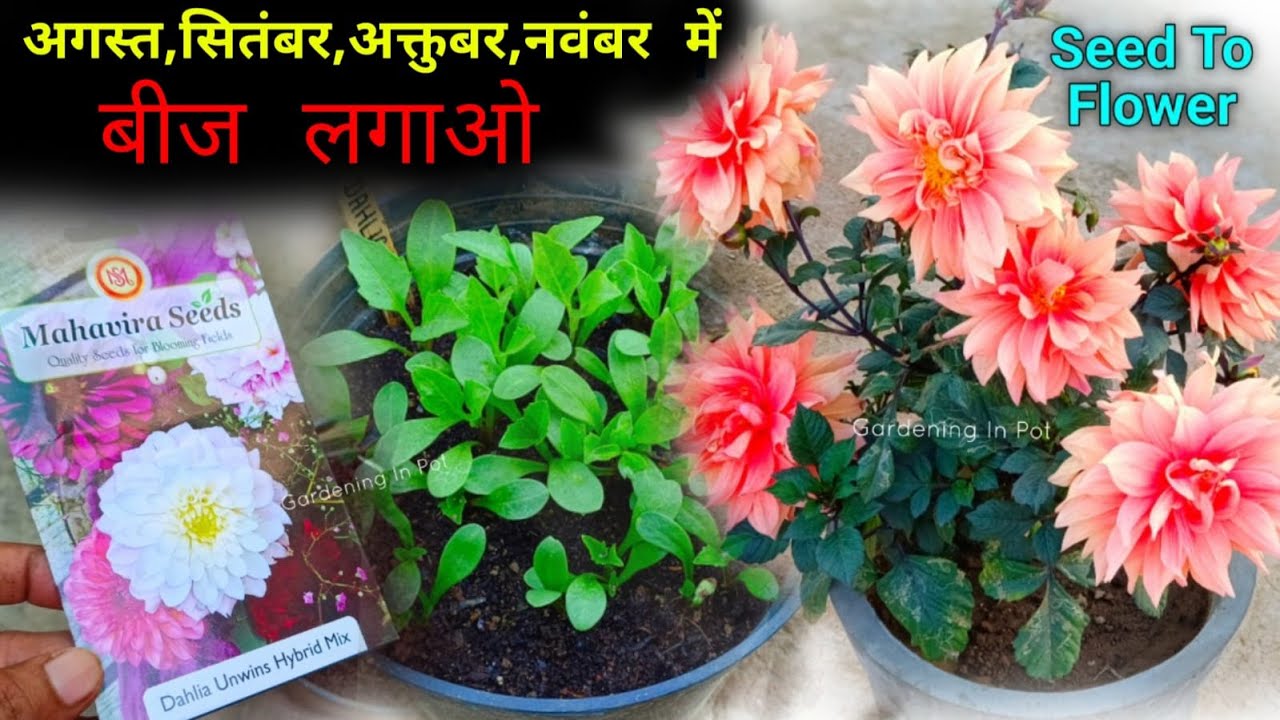 Dahlia बीज सितंबर मे लगाएं With Flower Update / Dahlia Plant From Seeds Growing at Home