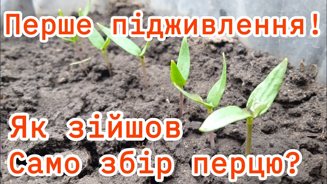 Перше підживлення перцю. (ДОБРИВО ЯКЕ ШВИДКО ЗАСВОЮЄТЬСЯ )