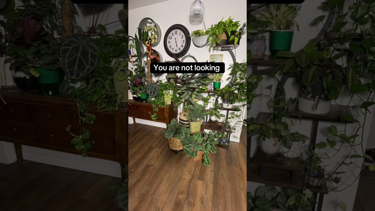 24 hour Timelapse in 7 seconds. The small blimps at the bottom are my dogs. #prayerplant