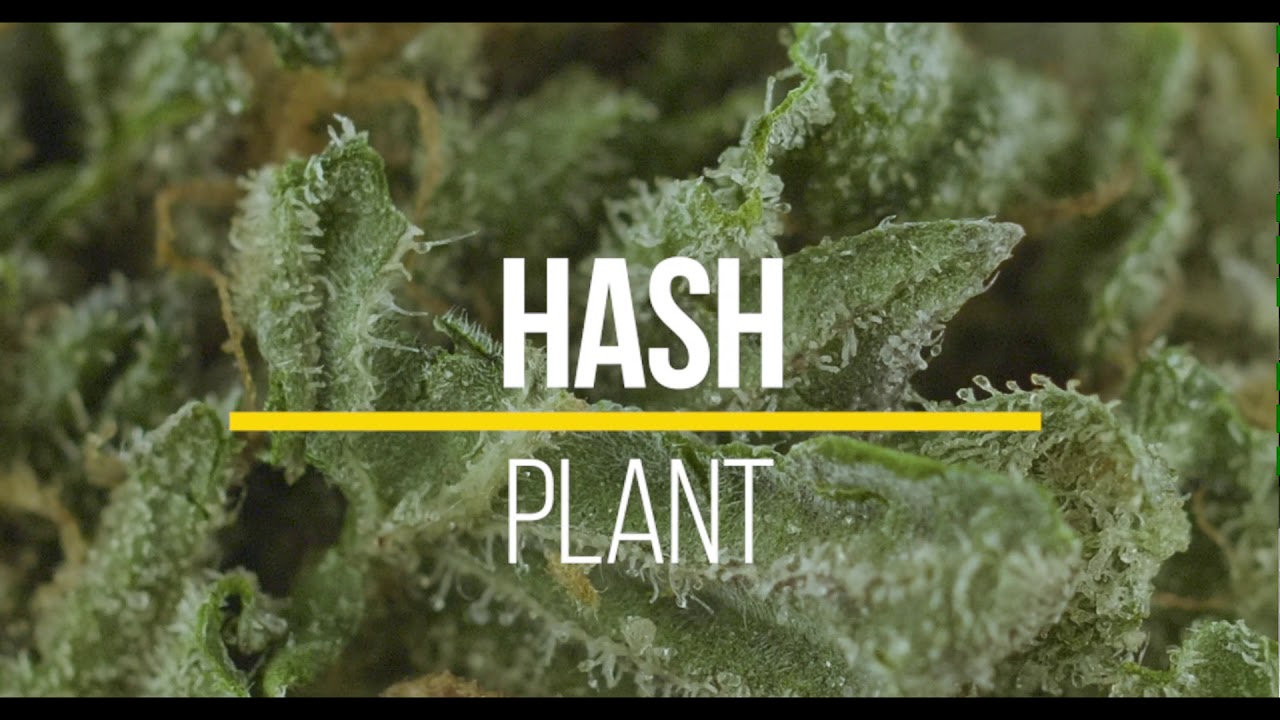 PK, Trainwreck, Hashplant, Huckleberry, Pink Starburst Highlights
