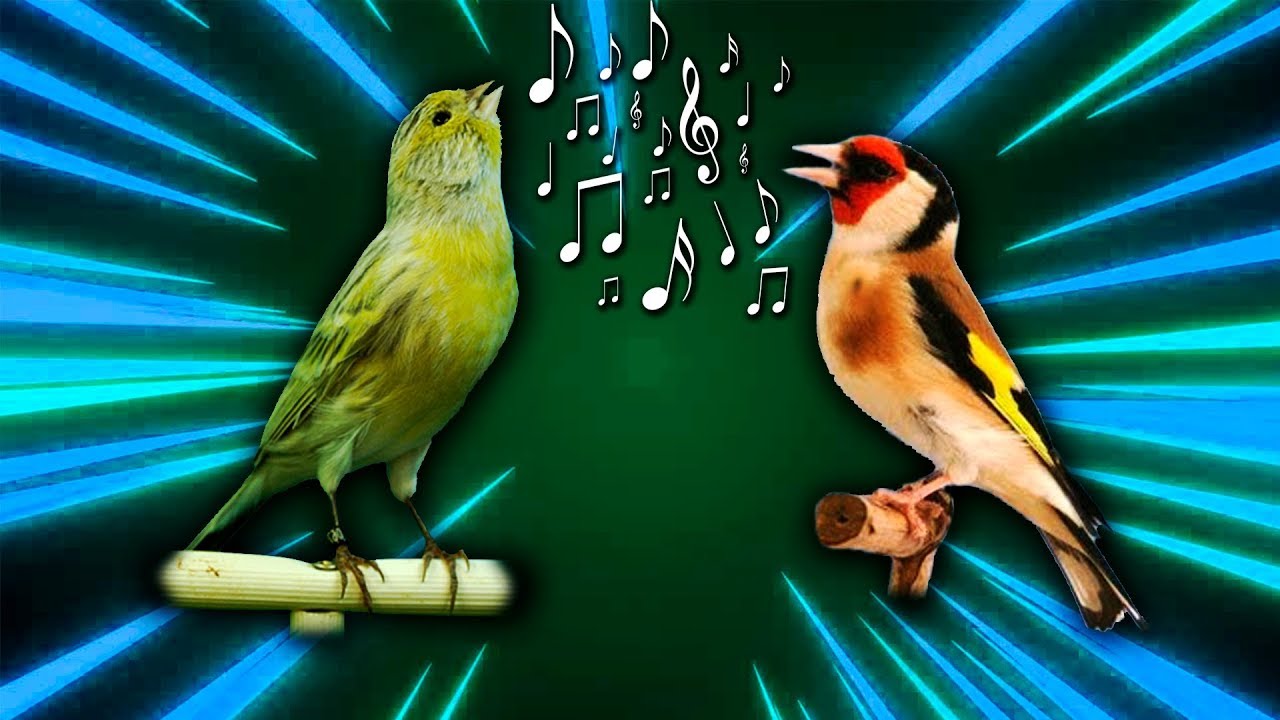 Singing mega mix