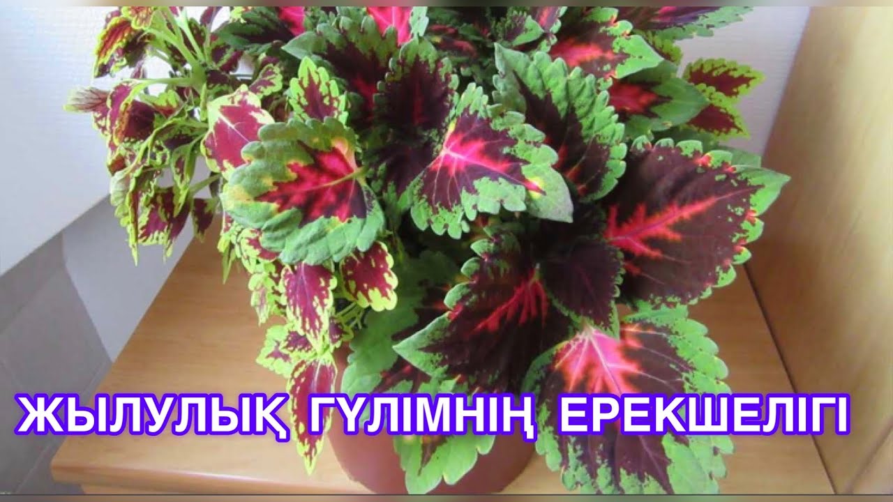 КОЛЕУС гүлі,күтімі,ерекшелігі#колеус в домашних условиях