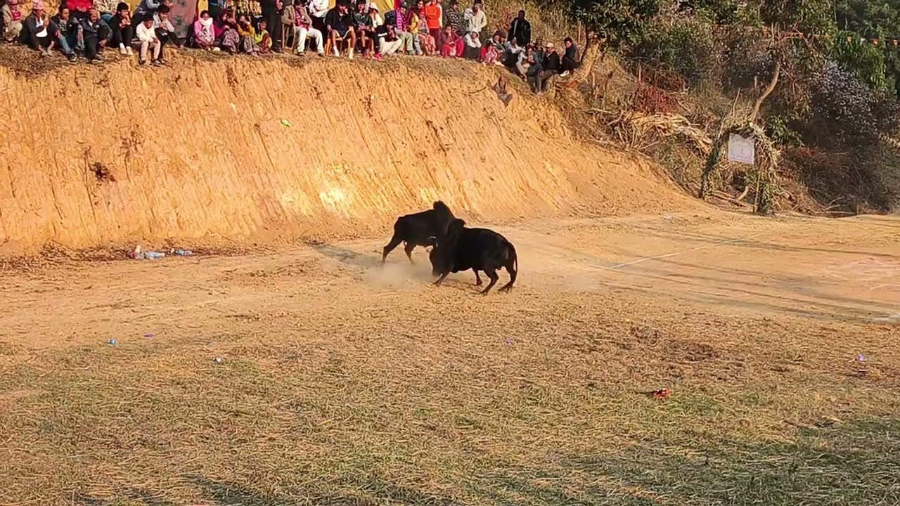 Maghesakranti mela goru judai