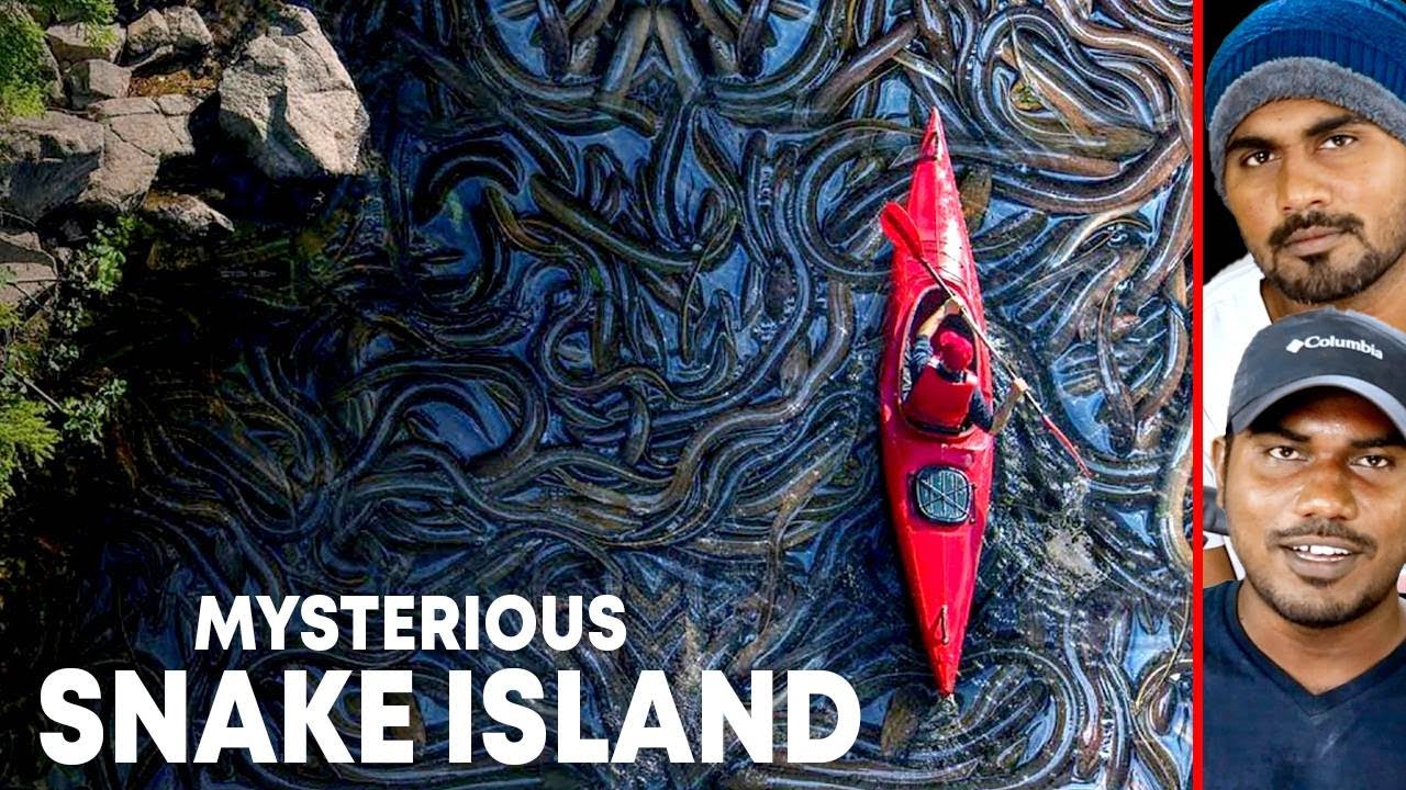நடுநடுங்க வைக்கும் பாம்புகள் மட்டுமே வாழும் மர்ம தீவு! The Snake Island