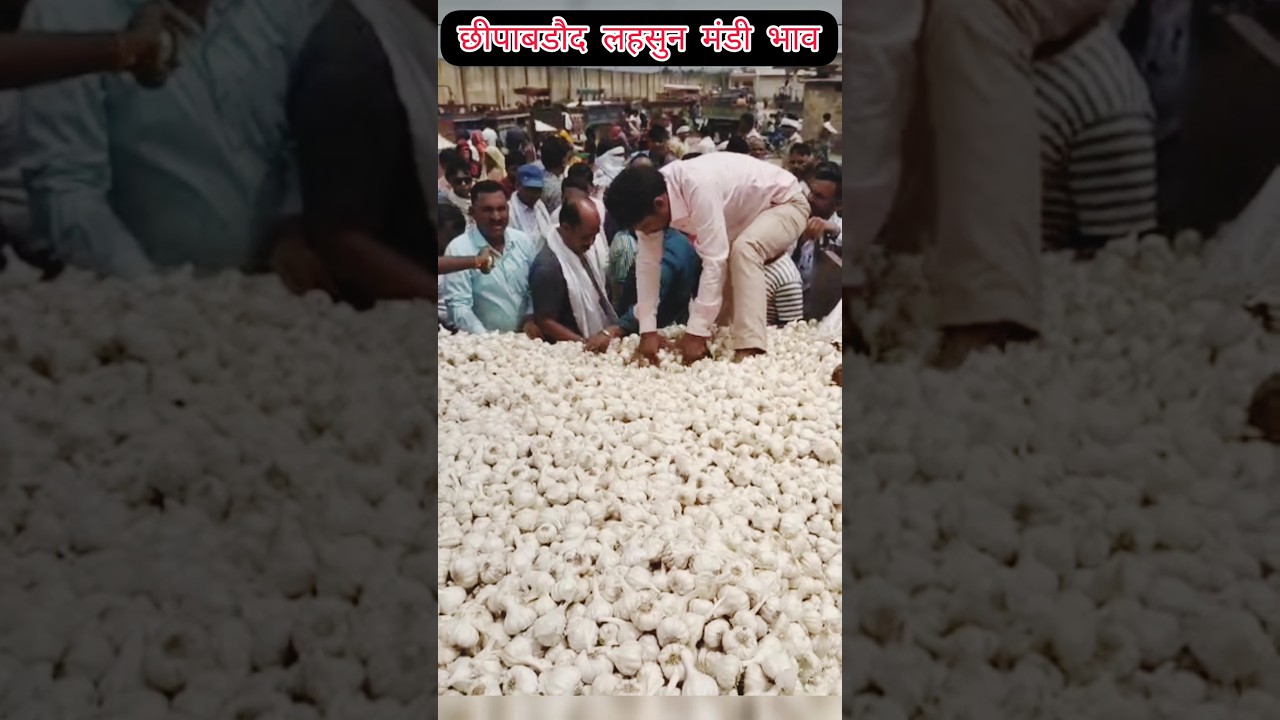 Lahsun Mandi Bhav ! छीपाबडौद लहसुन मंडी का भाव !Today garlic rate #garlicpricetoda