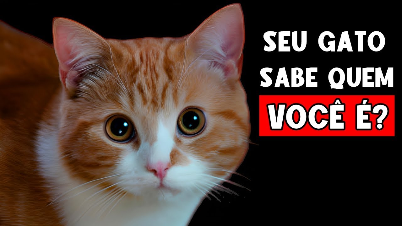 Os gatos conseguem RECONHECER seus TUTORES?