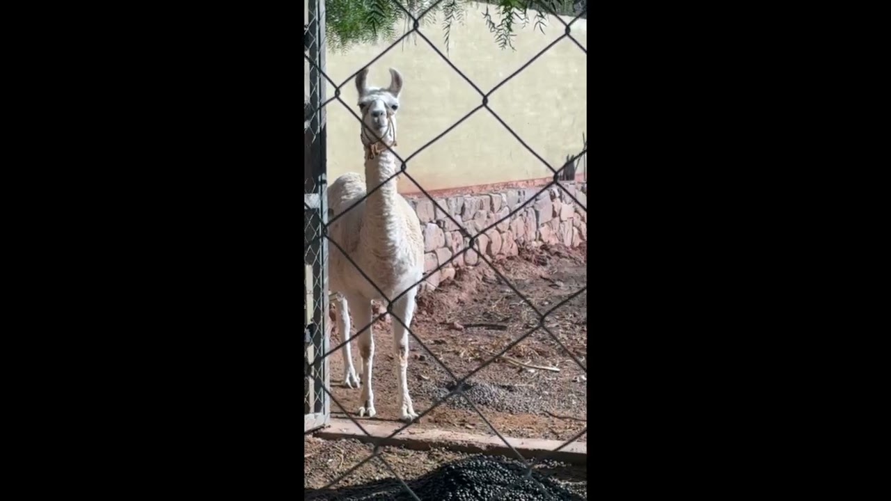 Guanaco, Eco Hotel Postal Purmamarca, Ruta 52
