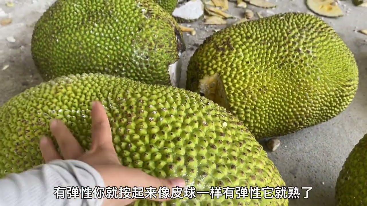 海南昌江的泰8红肉菠萝蜜丰收，今天来买两个尝尝