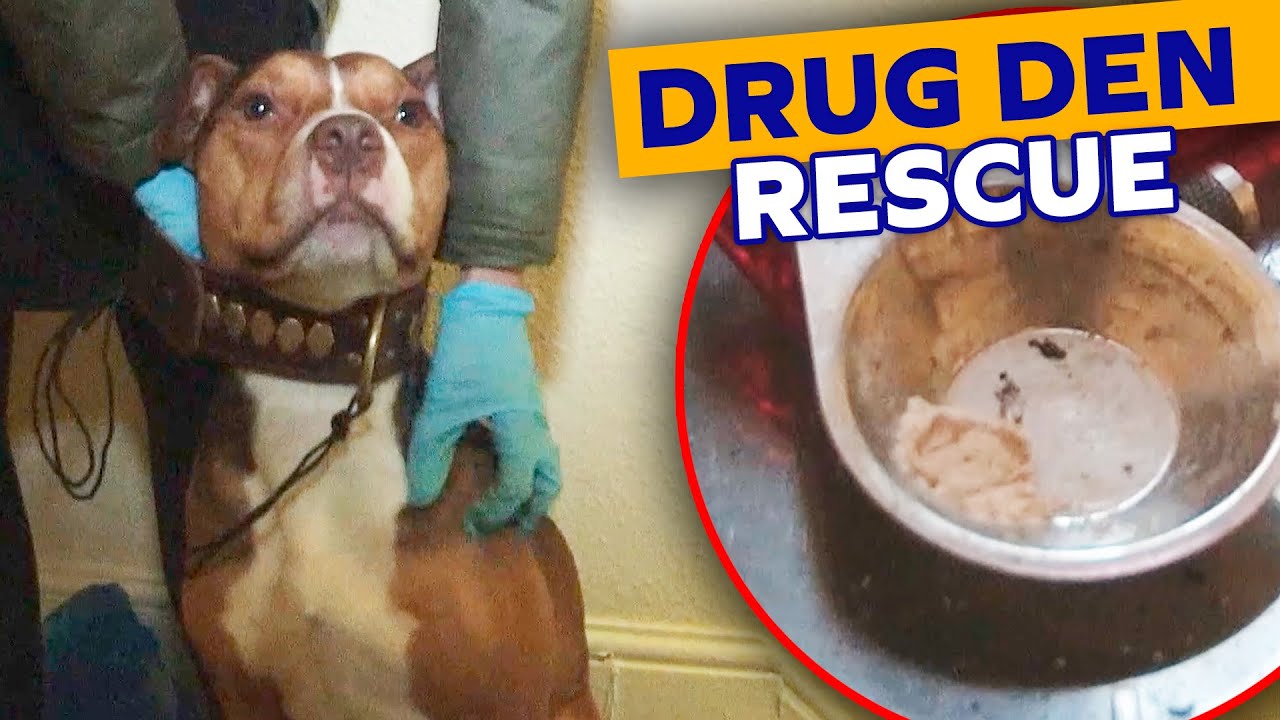 Abused Staffy Rescued From Drug Den Gets a Second Chance | The Dog Rescuers - Season 2 Episode 3