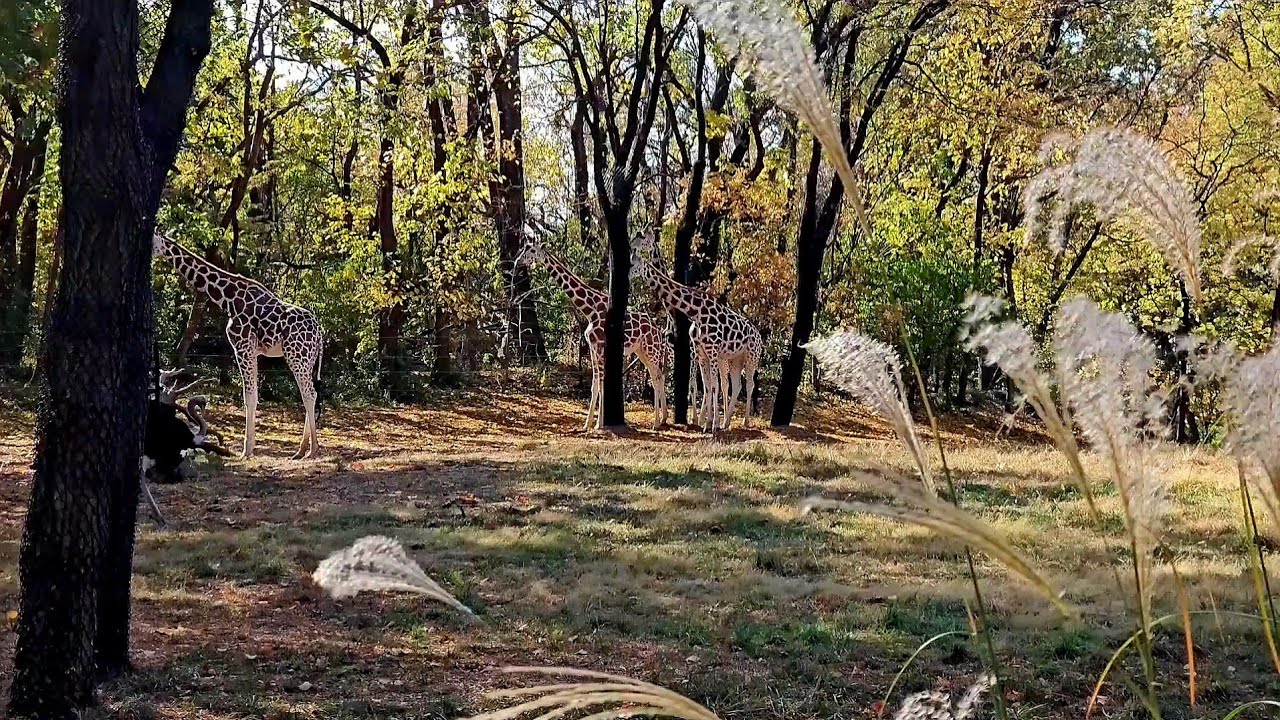 I wandered around the bronx zoo nyc KefamC