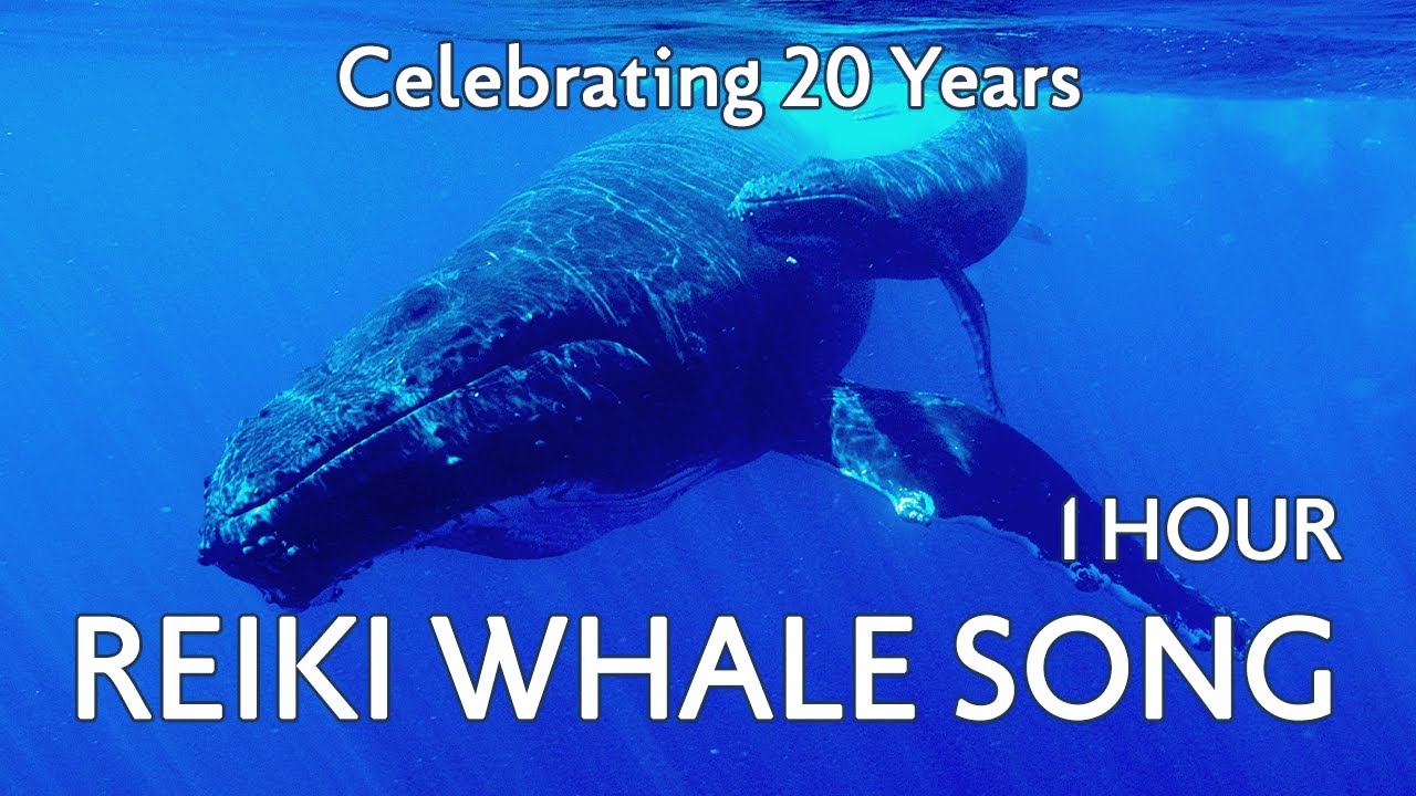 1 Hour Whale Music for Relaxation and Meditation | Reiki Whale Song