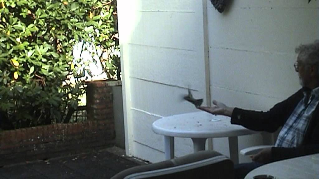 2012 09 30 kolmeesjes en roodborstje eten uit de hand