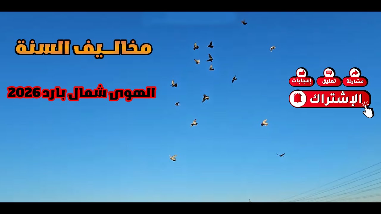 طيرت افراخ السنه هوى شمال + طيرت الافراخ الجدد وطشرو +سمعو قصة الاحرك دار الزمان طيري الزين 🕊