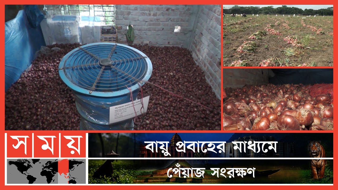 উদ্ভাবিত হলো এয়ারফ্লো মেশিনের মাধ্যমে পেঁয়াজ সংরক্ষণ পদ্ধতি! | Onion News | Faridpur | Somoy TV