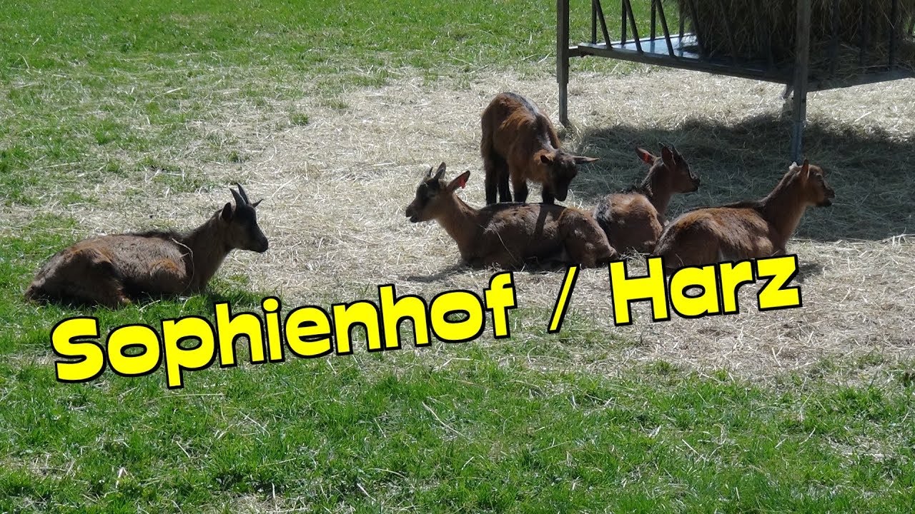 HARZ ! Sophienhof/Harz🐐🐑🐏👍😃romantisches Bergbauerndorf mit Ziegenalm *Harz*L&auml;mmerfest *Ziegenzucht