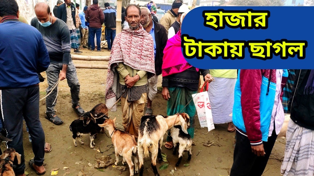 হাজার টাকায় ছাগল। দেশি ছাগল। খামার উপযোগী ছাগল। কালামপুর হাট ধামরাই ঢাকা।