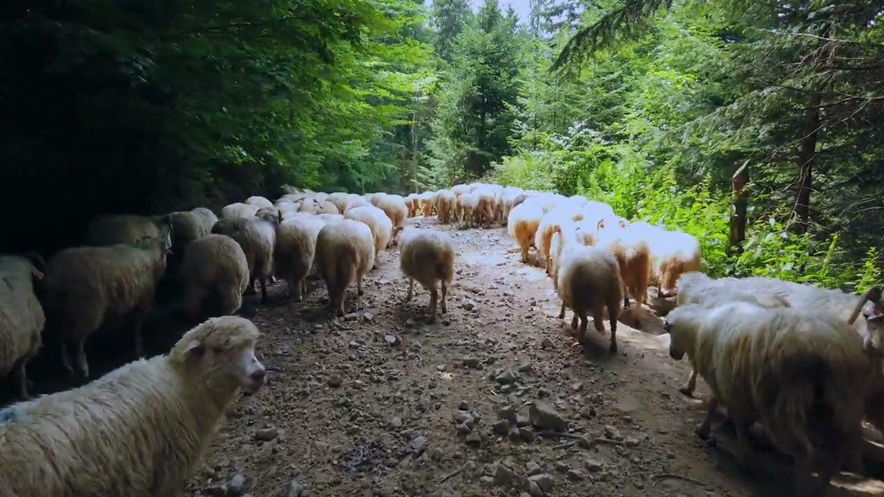 owce  Małe Pieniny