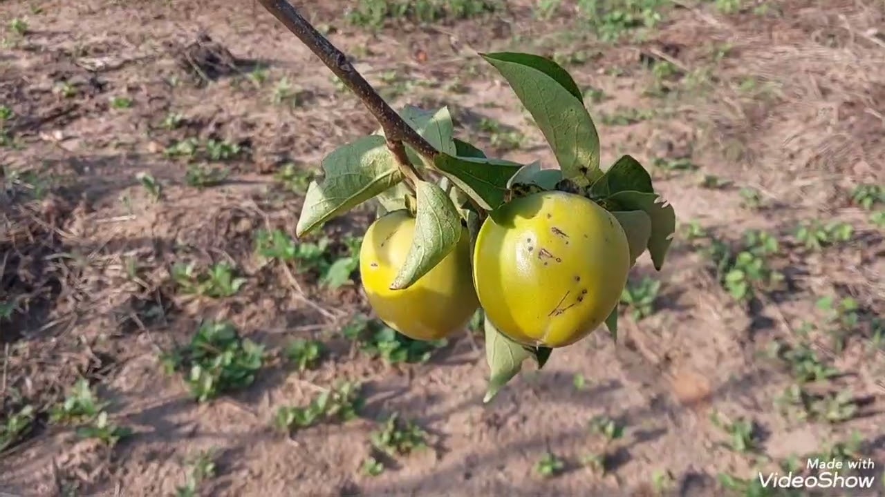 Minhas plantações de pitaya e caqui  aqui no sitio 
