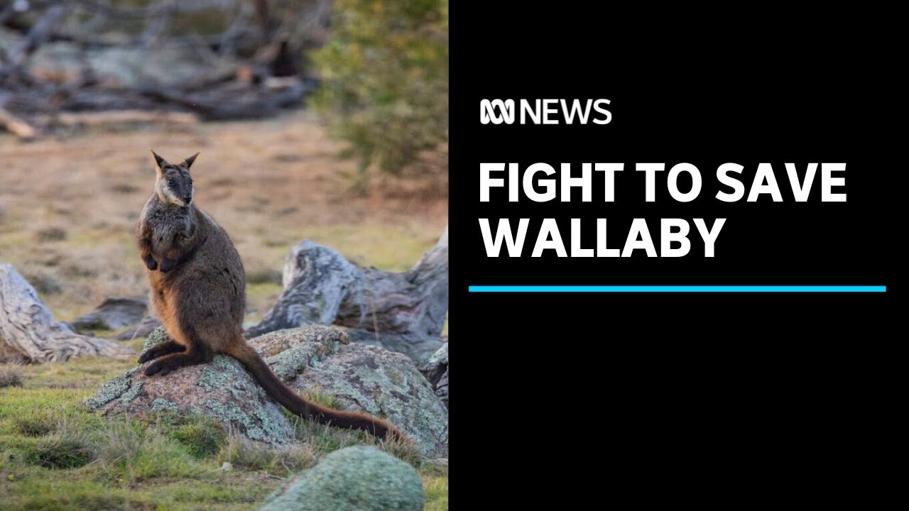 Fight to save the endangered southern brush-tailed rock wallaby | ABC News