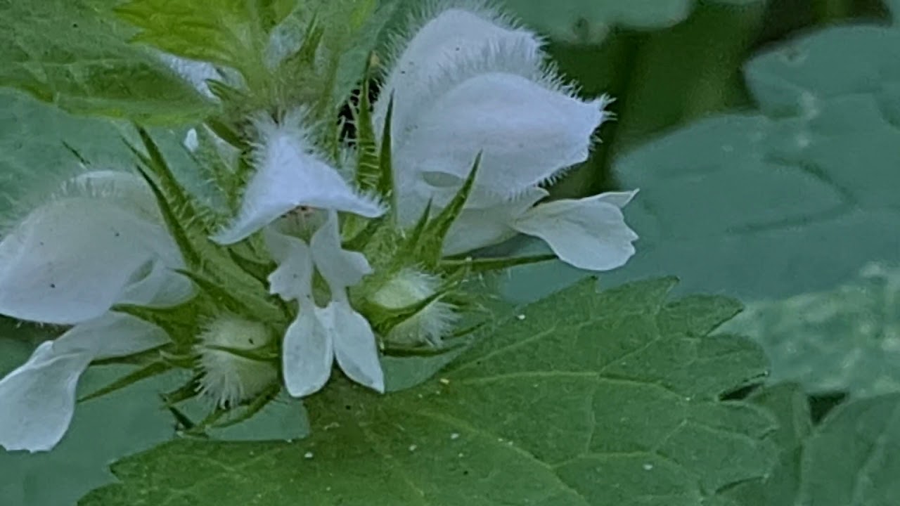 נזמית לבנה Lamium album