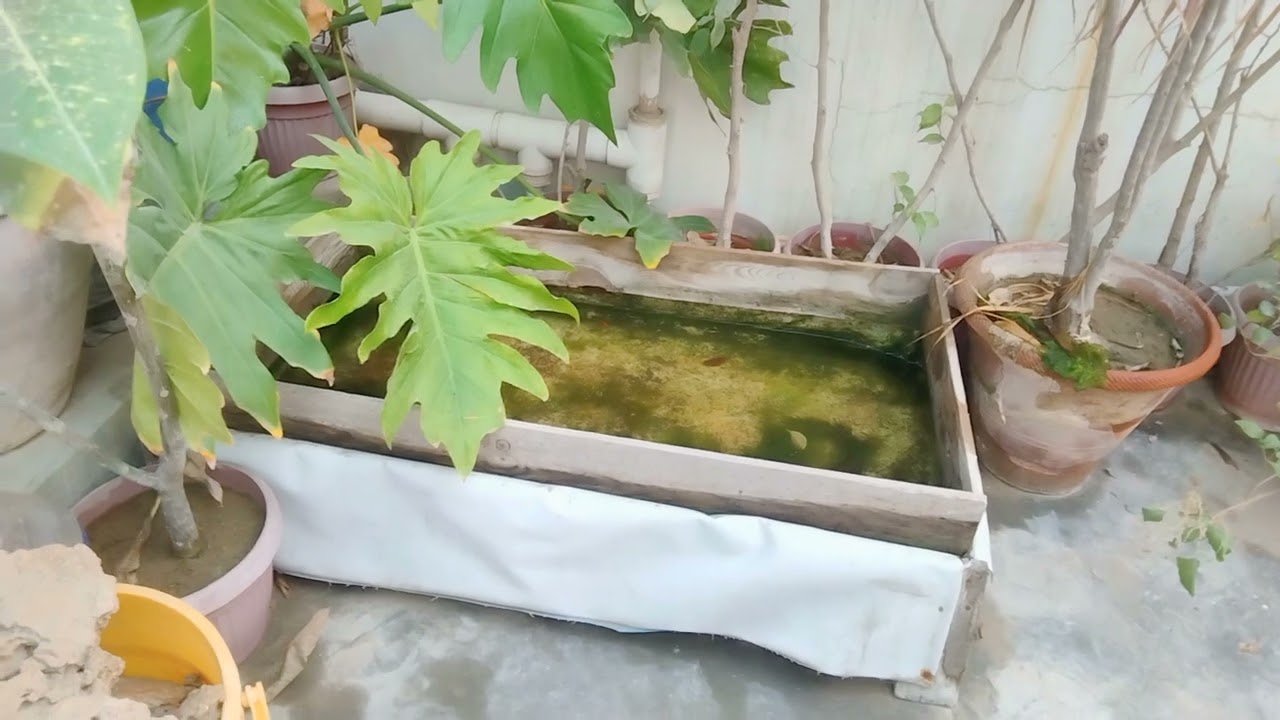 how to care fish pond in winter?