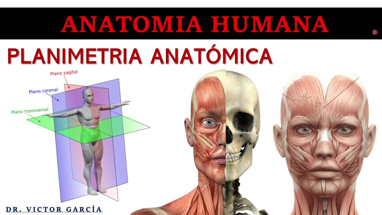 Planimetr&iacute;a - Anatom&iacute;a Humana en Odontolog&iacute;a