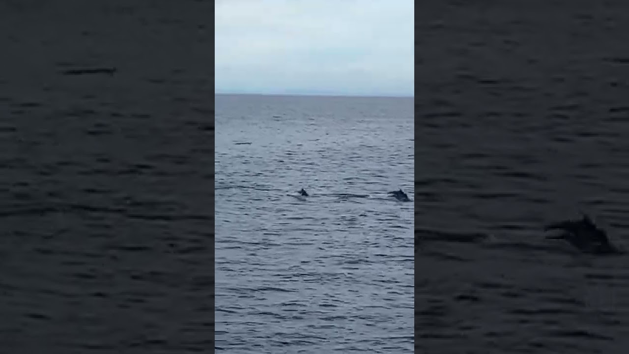 Dolphins at Camotes Sea