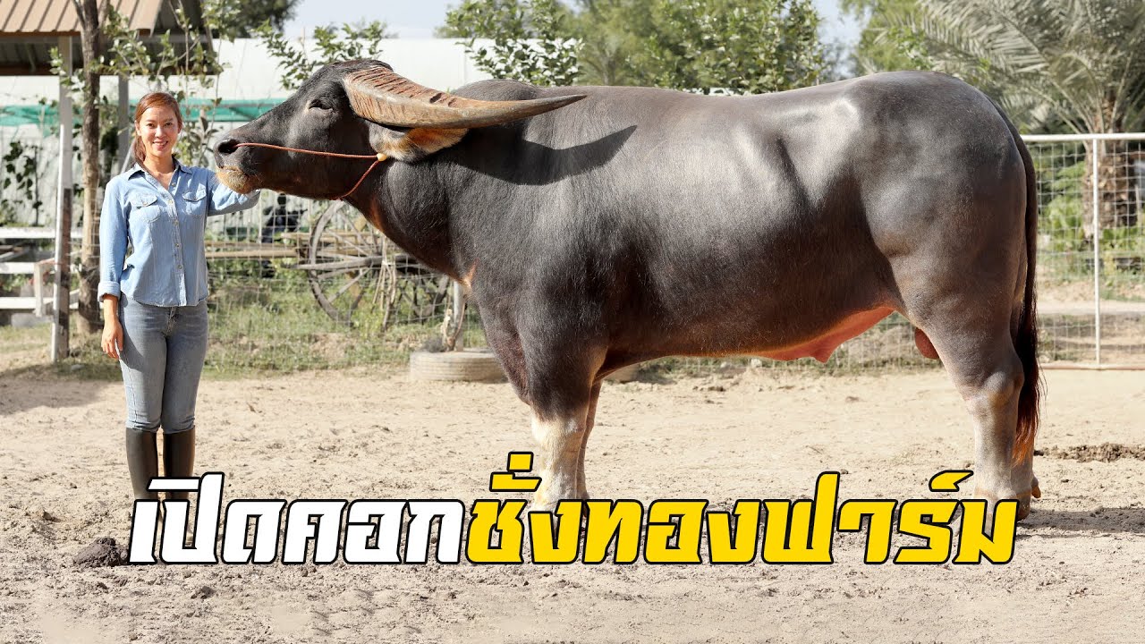 เปิดคอก ชั่งทองฟาร์ม ศูนย์รวมแม่พันธุ์ชั้นเลิศ พร้อมเปิดตัวทายาททีเด็ดเจ้าบิ๊กเบิร์ด