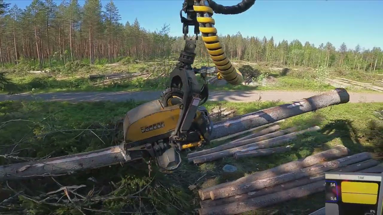 Nyt tuli noutaja kasvunsa lopettaneelle kuusikolle. Ponsse Scorpion King H7.