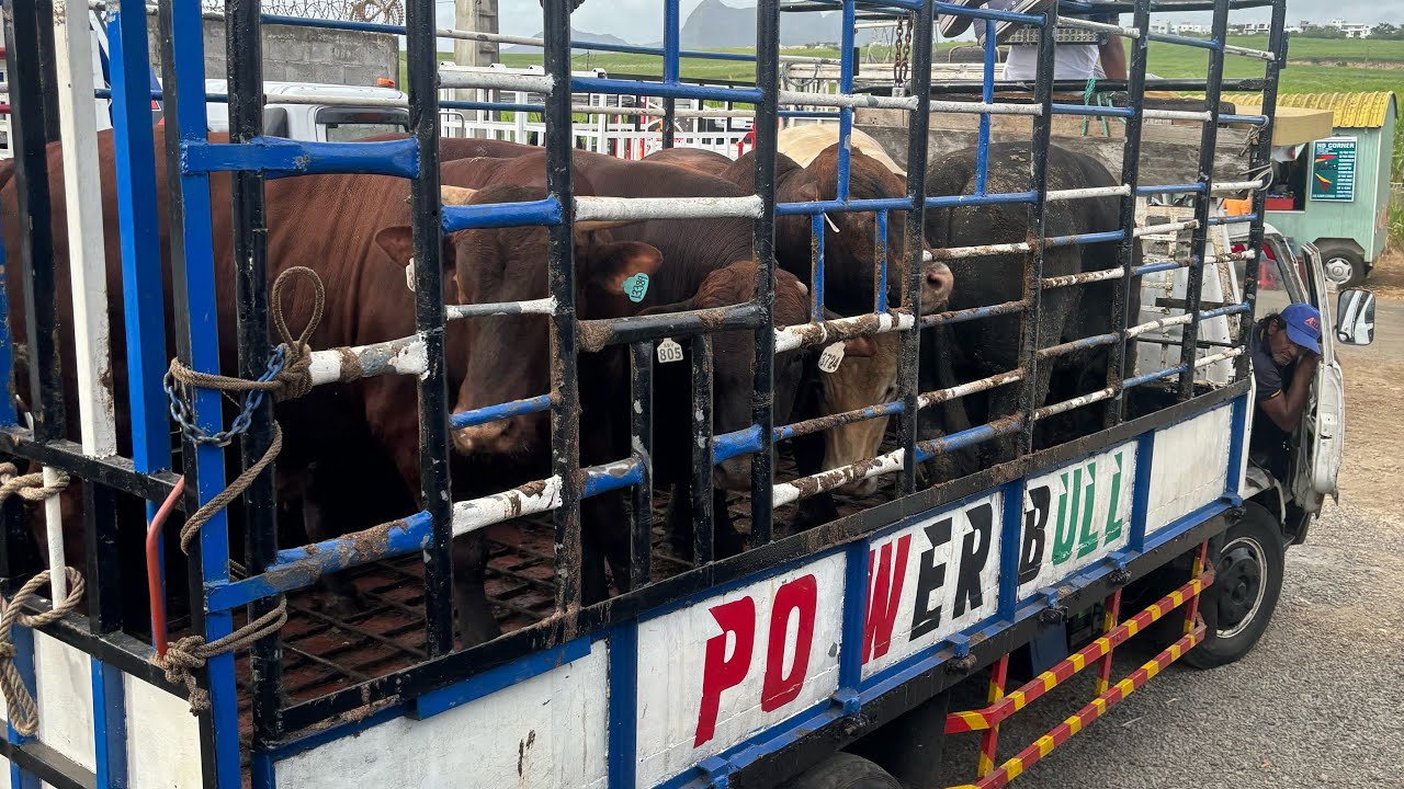 bakrid 2024 POWERBULL