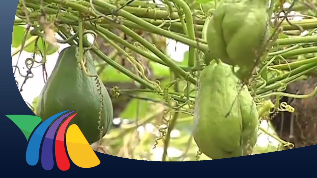 Cosecha de chayote | Noticias de Veracruz
