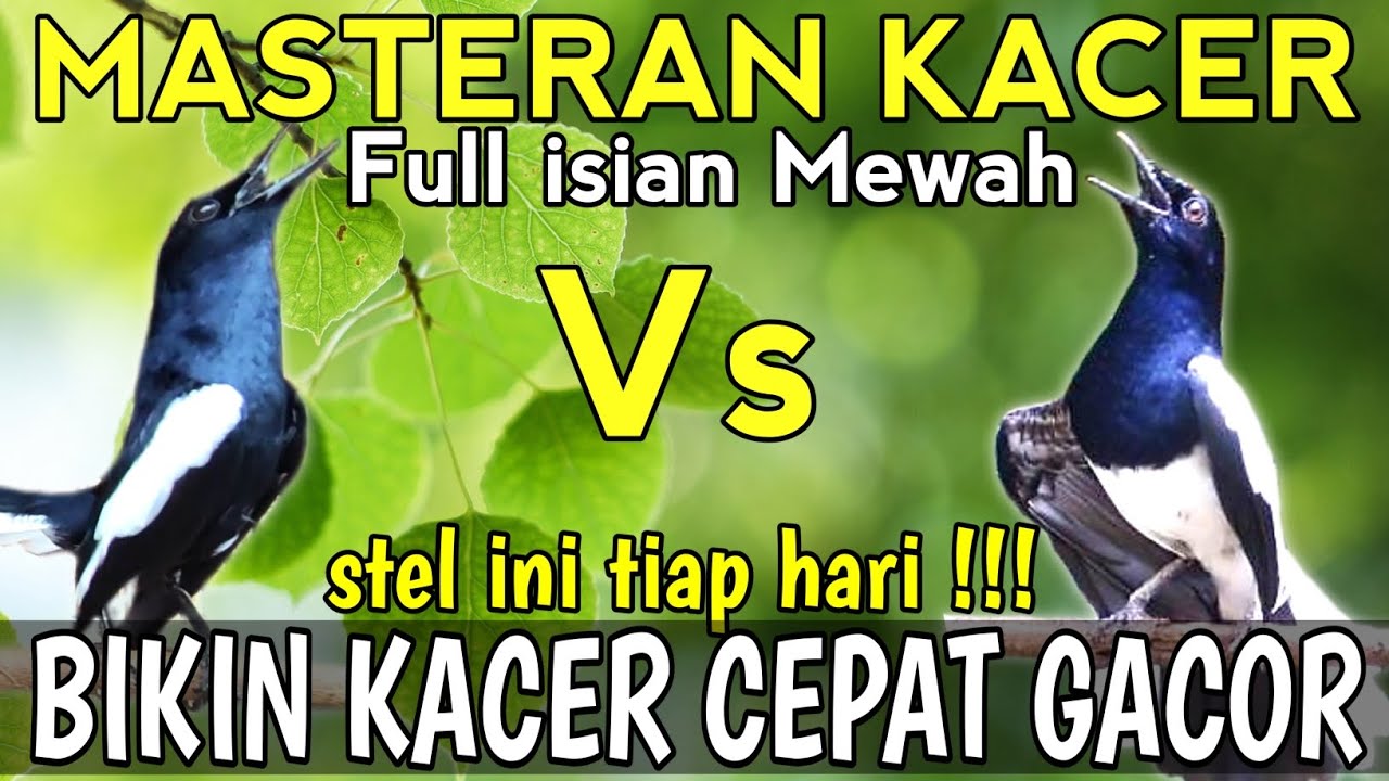 MASTERAN KACER GACOR FULL ISIAN🔥🔥- Cocok BUAT LATIHAN MENTAL😱 agar Cepat Gacor DAPAT ISIAN MEWAH‼️
