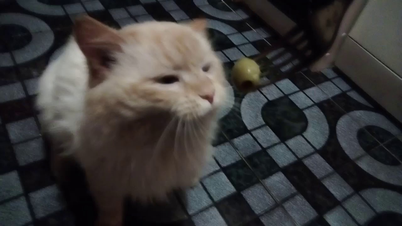 Кот ест оливки и балдеет
