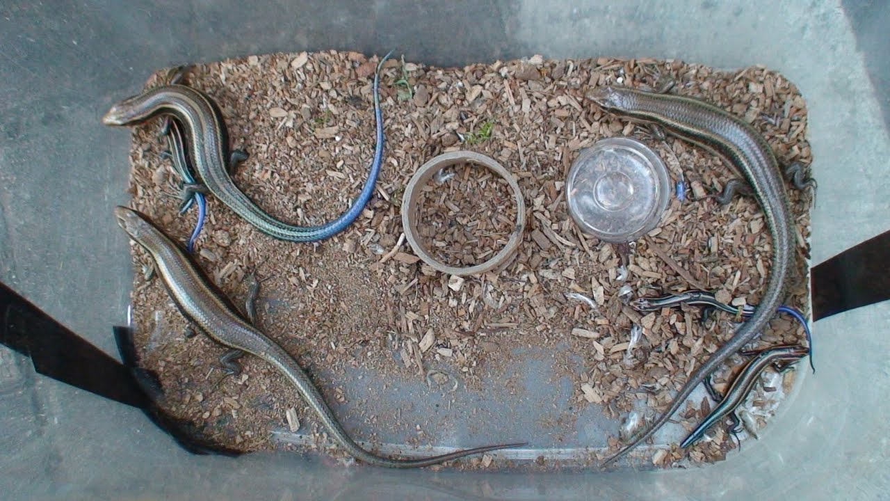 ニホントカゲ捕獲動画　そのつかまえかたは・・・