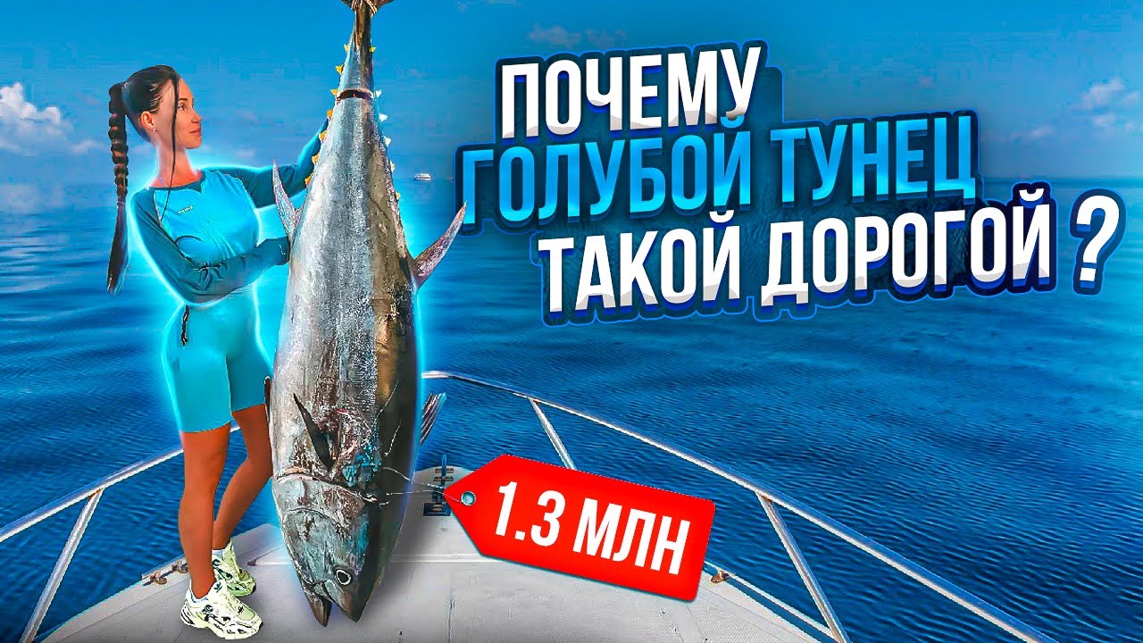 Цена Голубого Тунца в Турции ?
