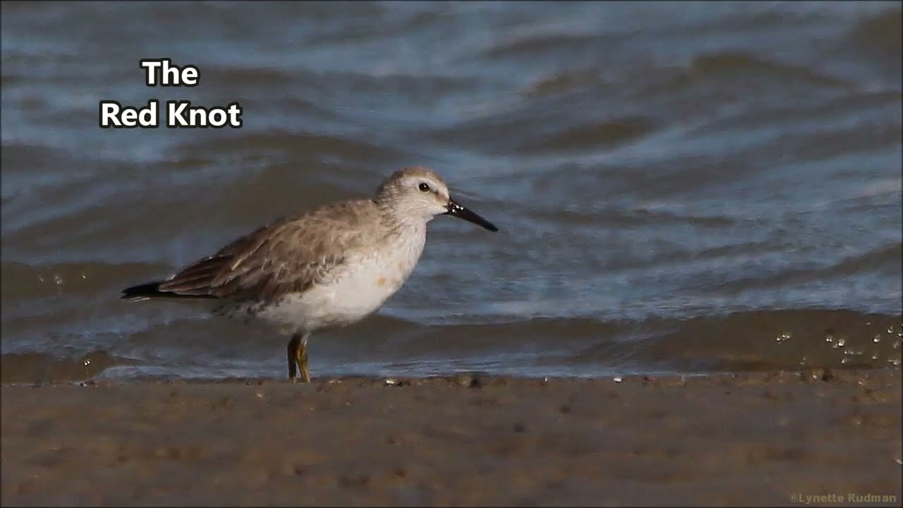 Fun facts about the Red Knot