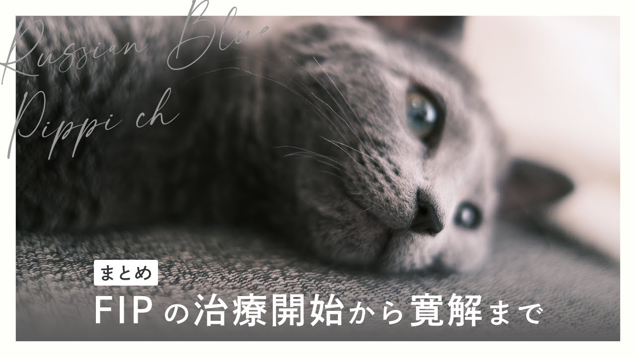 【まとめ】FIPの治療開始から寛解まで