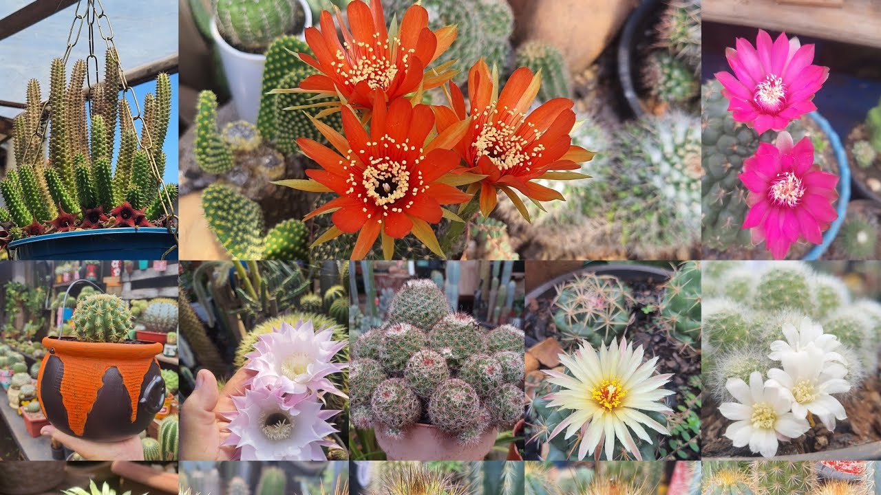 [CACTOS] Porque eu Amo Cultivar Plantas? Como Começou Esse Amor? (interatividade)