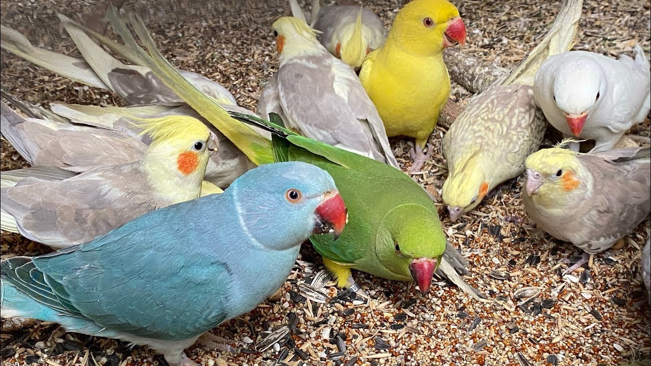 Australian parakeets and ring neck parrots 🦜 #asmr #birdsavairy (Episode-9)