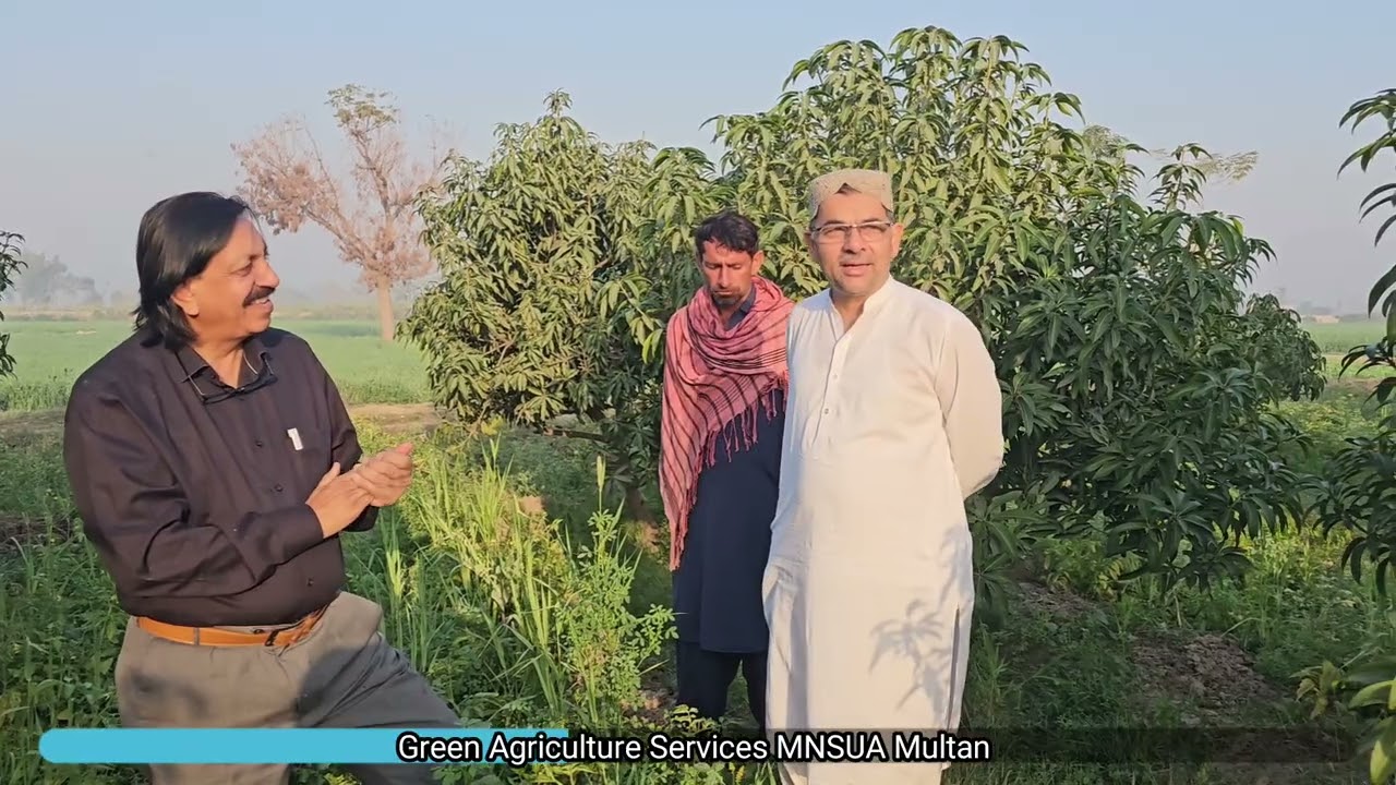 Learn from mistakes Mango STS. Complete plant population in every season 