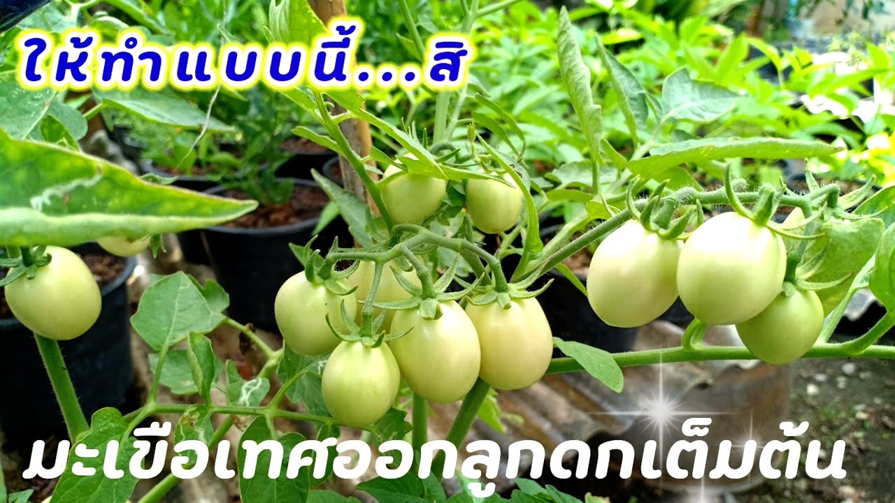 เคล็ด(ไม่)ลับ! วิธีปลูกมะเขือเทศให้ออกลูกดก...ให้ทำแบบนี้