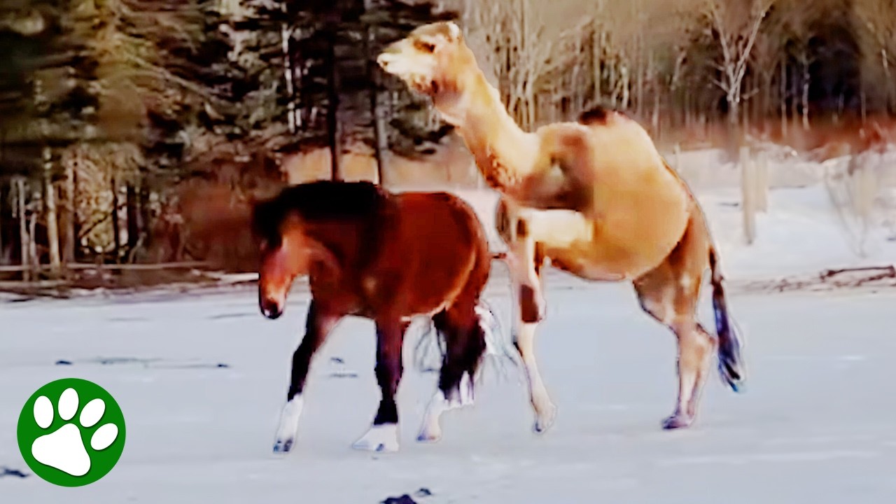 Camel chases after horses trying to be their friend