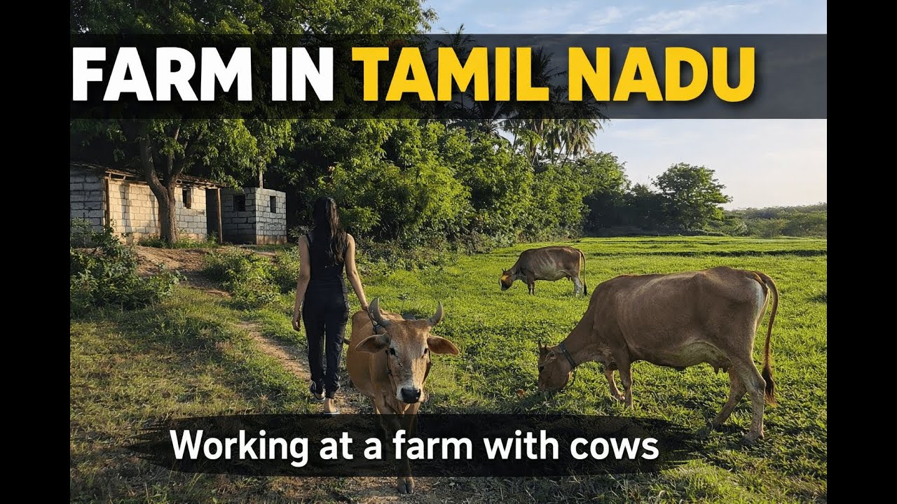 Working at a Farm in Tamil Nadu | Washing Cows, Feeding Chickens & Slow Rural Life - Mythri Mosaic