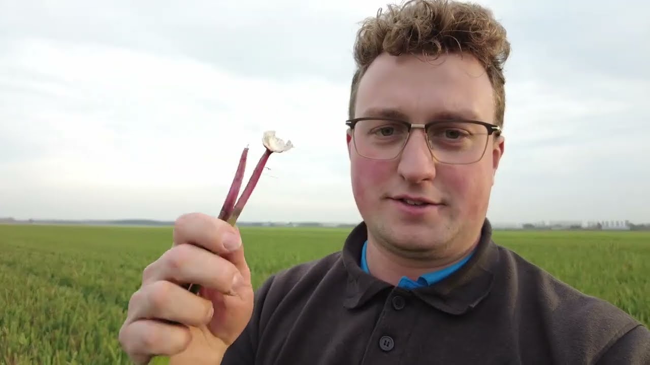 Gladiolen rooien (en spoelen) - Boerenvlog#13